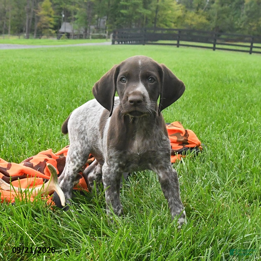 German Shorthaired Pointer dogs Serge  - Ad 1