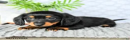 Miniature Dachshund dogs for sale: Heath  - Ad 3