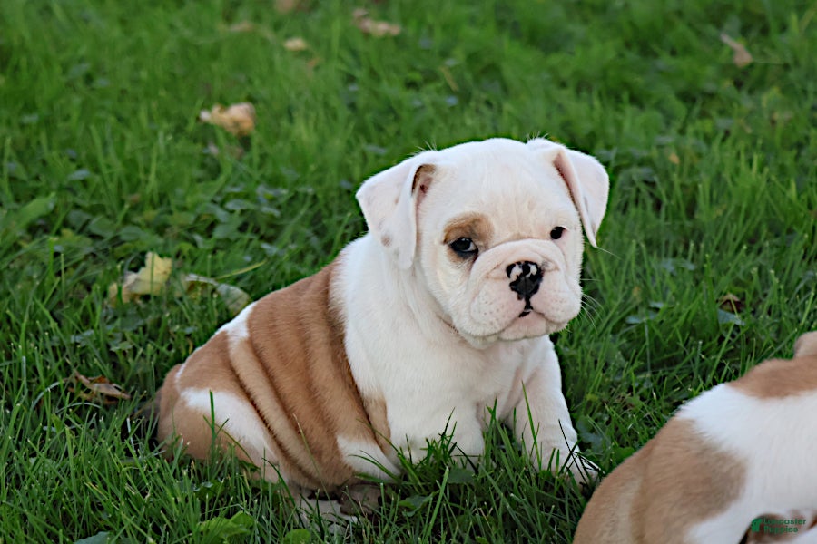 English Bulldog dogs Silvi - Ad 1