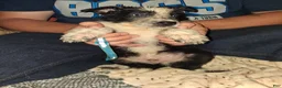 German Shepherd dogs for sale: Light blue  - Ad 1