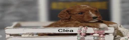 Cavapoo dogs for sale: Clea - Ad 1