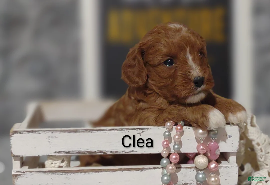 Cavapoo dogs for sale: Clea - Ad 1