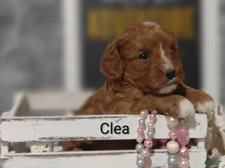 Cavapoo dogs Clea - Ad 23