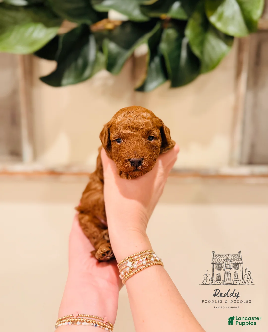 Mini Goldendoodle dogs for sale: Everest - Petite Size - Ad 1