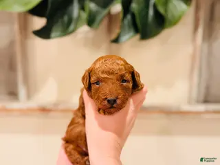 Mini Goldendoodle dogs Everest - Petite Size - Ad 42