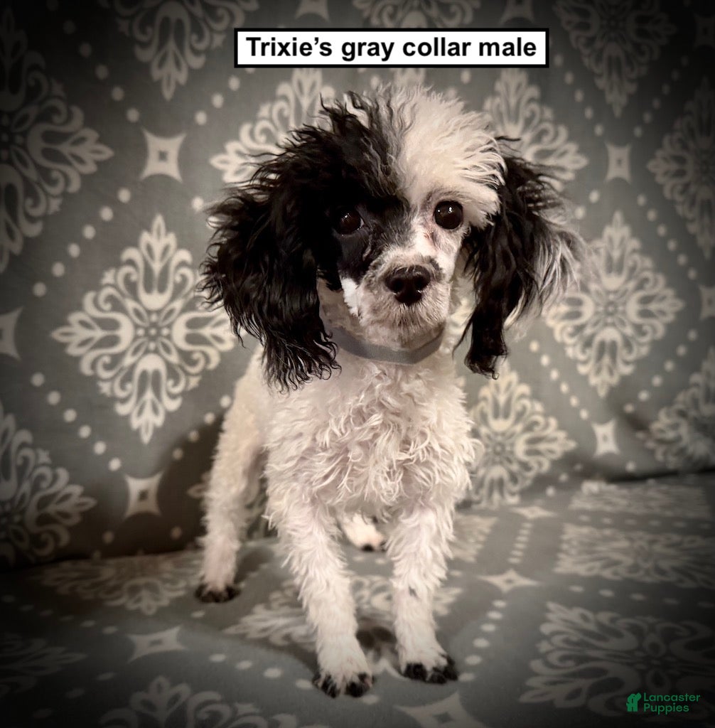 Toy Poodle dogs AKC Trixie's Grey Collar Male - Ad 14
