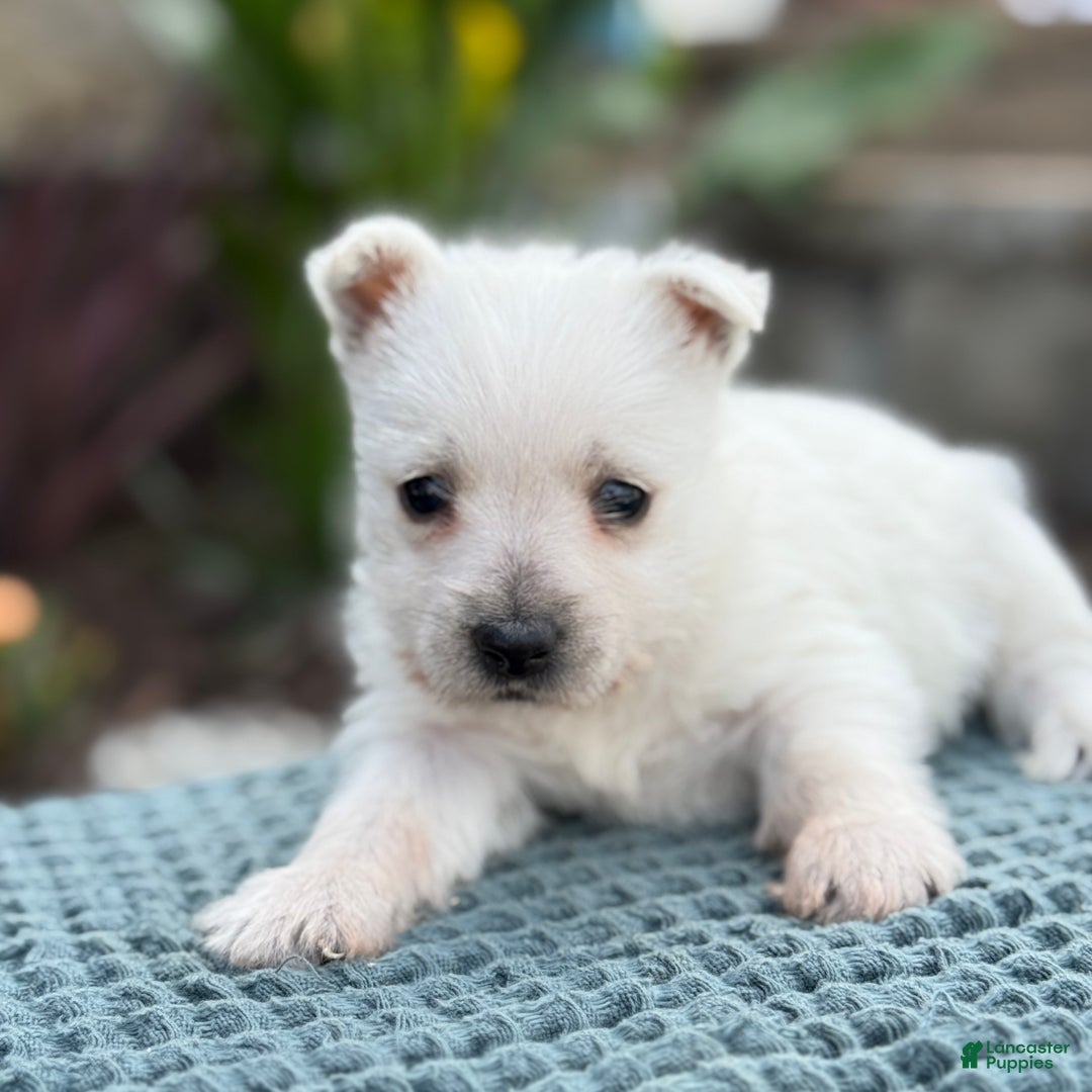 West Highland Terrier dogs for sale: Fancy - Ad 35