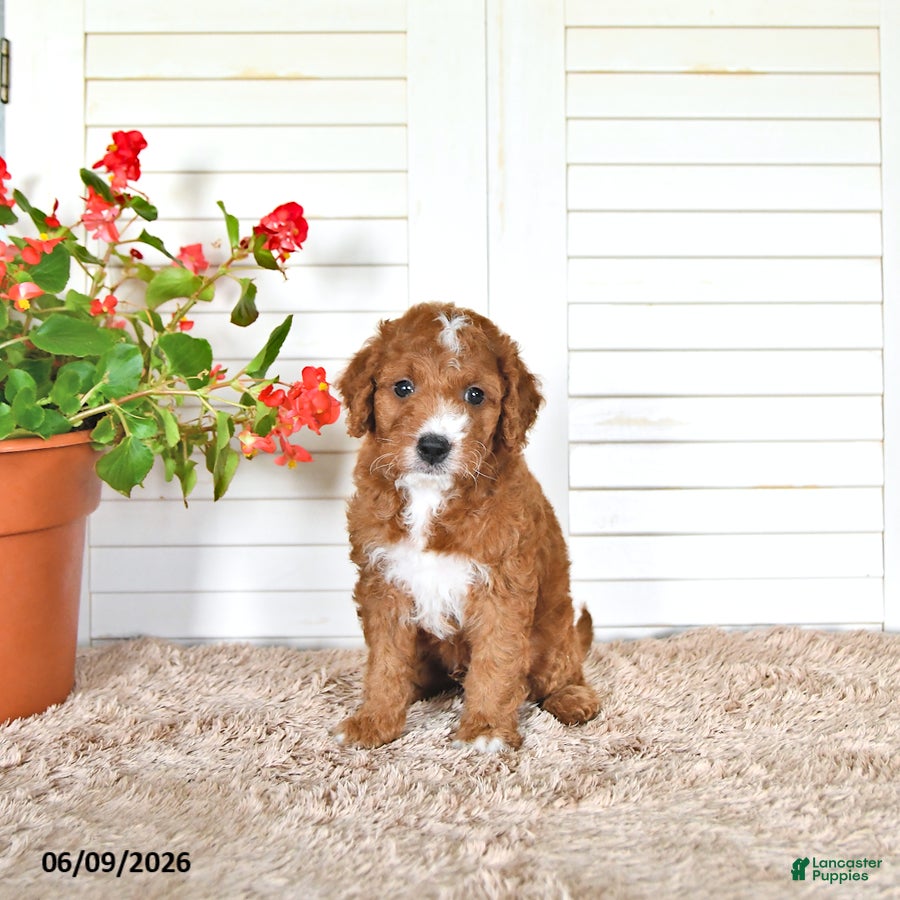 Mini Goldendoodle dogs Dylan - Ad 1