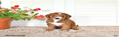 Dylan
