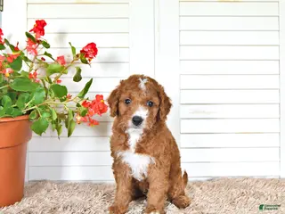 Mini Goldendoodle dogs for sale: Dylan - Ad 4