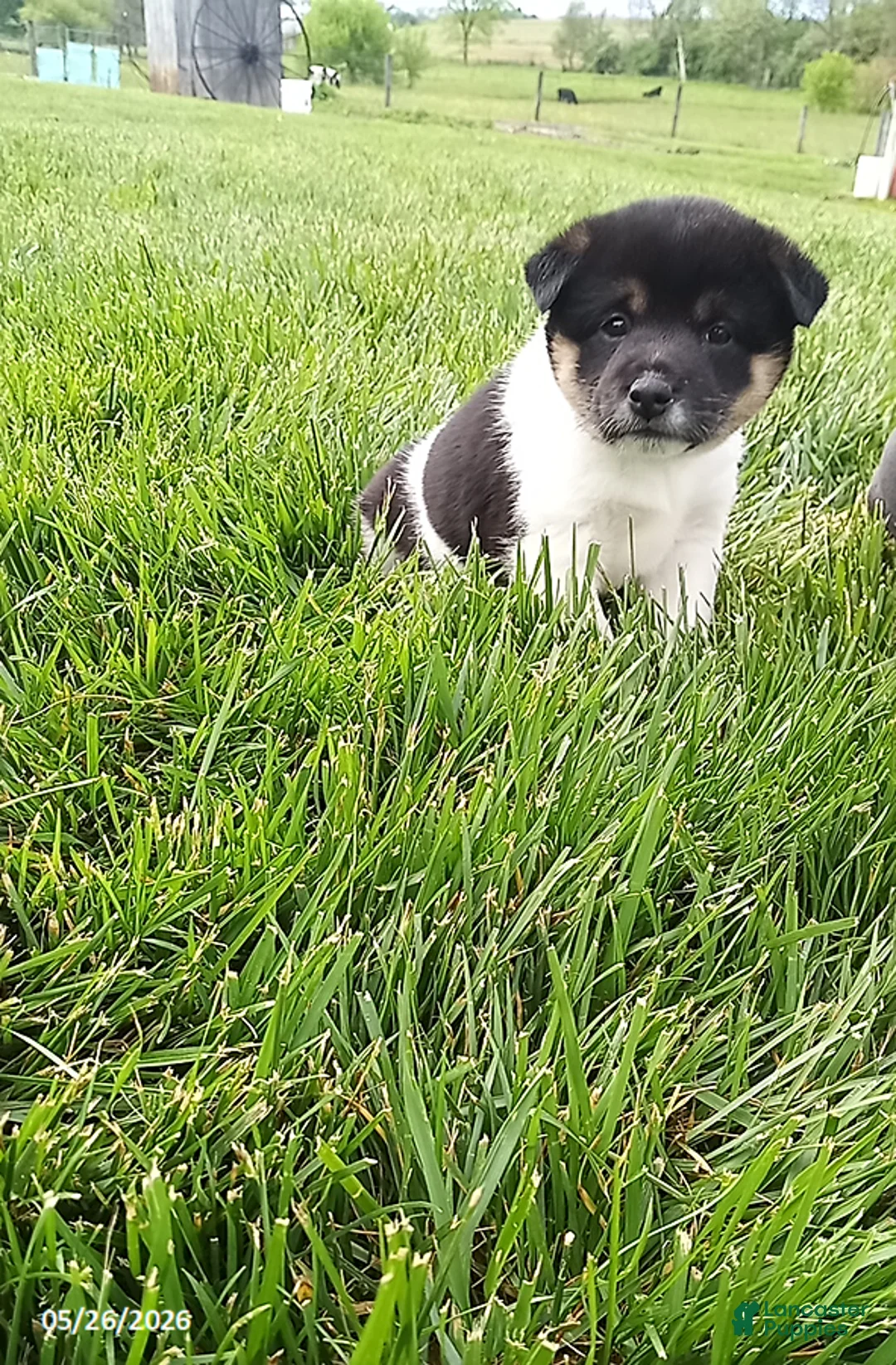 Shiba Inu dogs for sale: Wendy - Ad 1