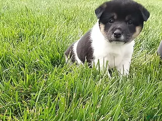 Shiba Inu dogs for sale: Wendy - Ad 1