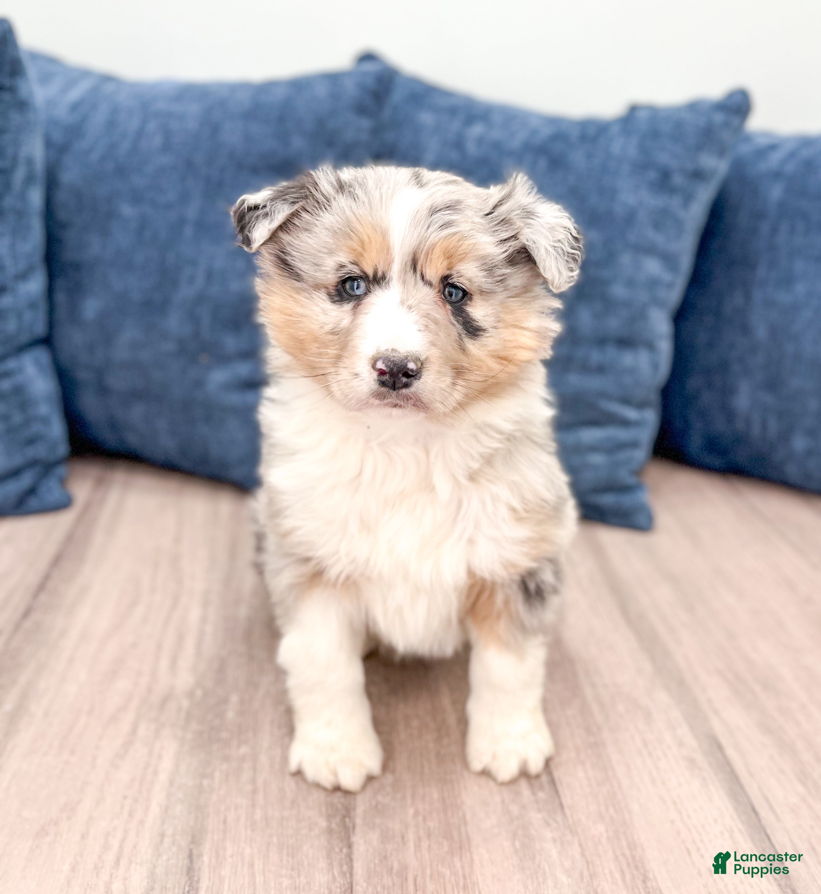Australian Shepherd dogs Lacey - Ad 1