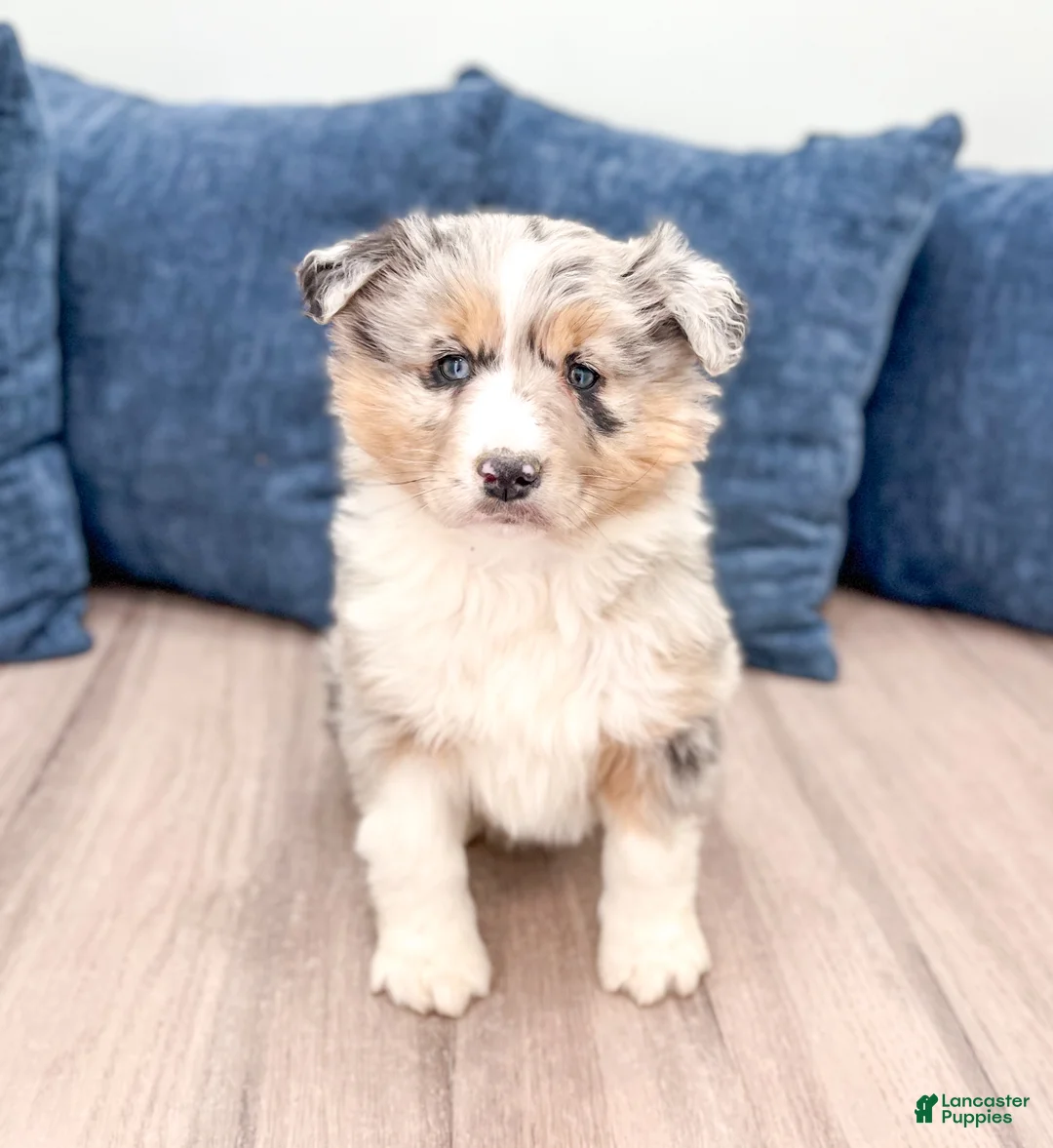 Australian Shepherd dogs for sale: Lacey - Ad 2