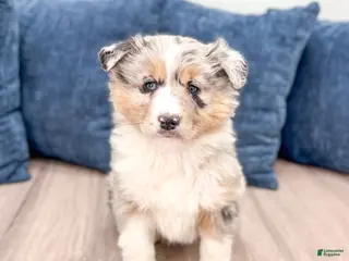 Australian Shepherd dogs for sale: Lacey - Ad 1