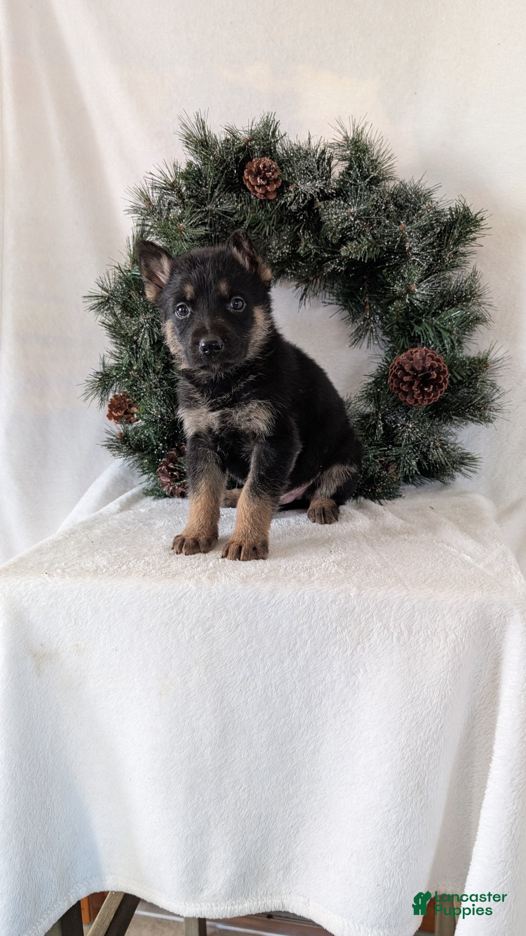 German Shepherd dogs for sale: Jordan  - Ad 4