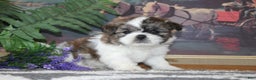 Shih Tzu dogs for sale: Colt - Ad 2