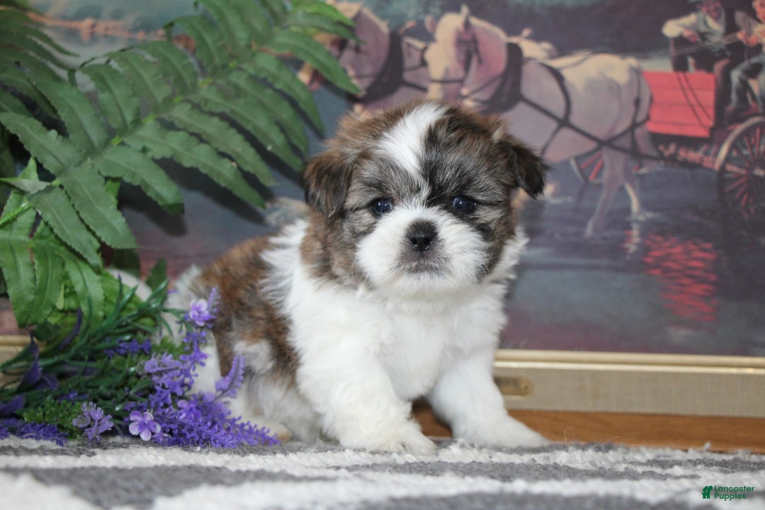 Shih Tzu dogs for sale: Colt - Ad 2