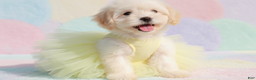 Maltipoo dogs for sale: BABY - Ad 2