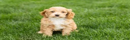 Cockapoo dogs for sale: Barbara  - Ad 2