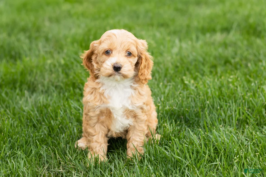 Cockapoo dogs for sale: Barbara  - Ad 2