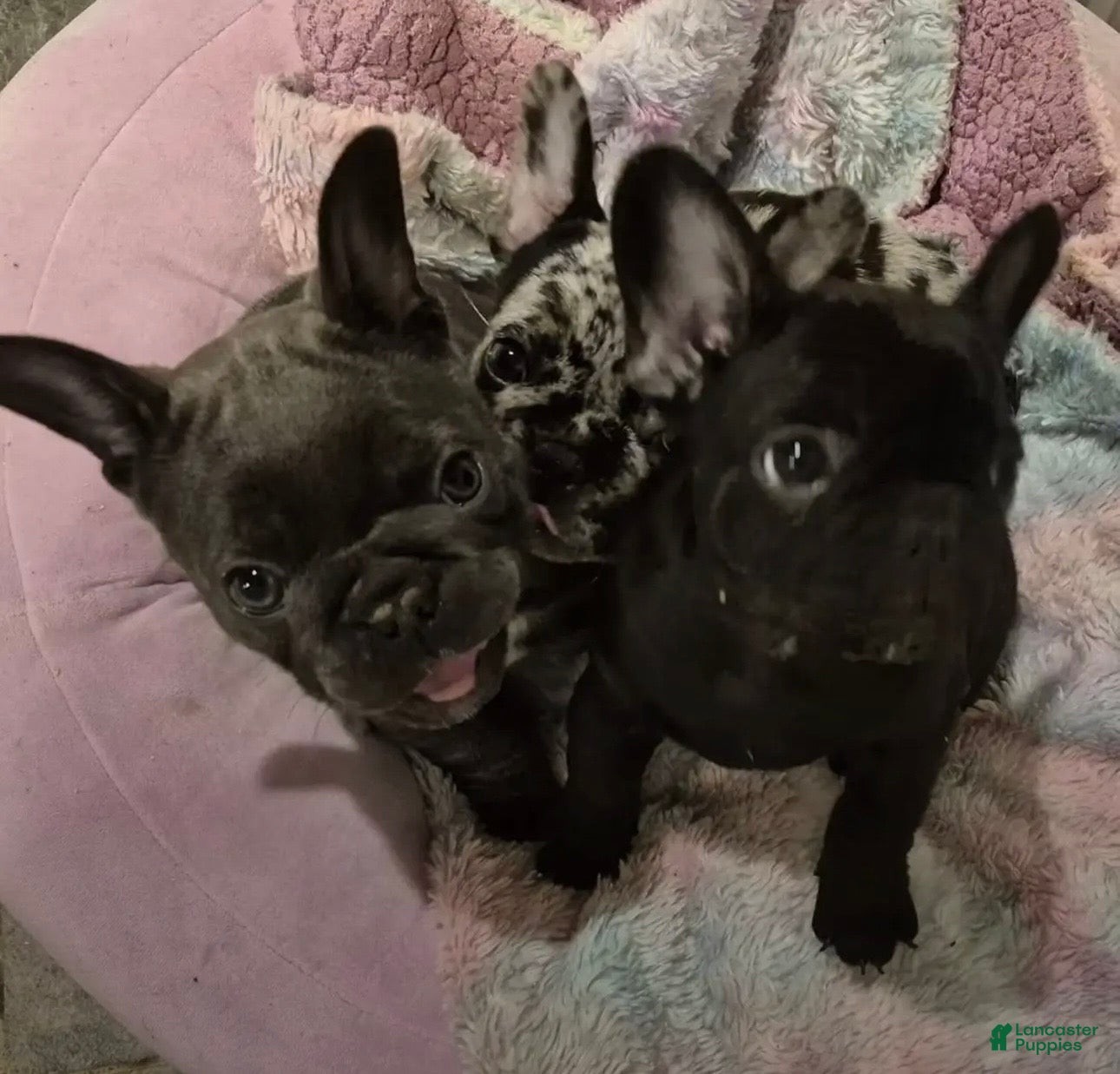 French Bulldog dogs French Bulldog Pure Black - Ad 41