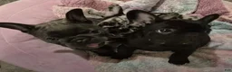 French Bulldog dogs for sale: French Bulldog Pure Black - Ad 1