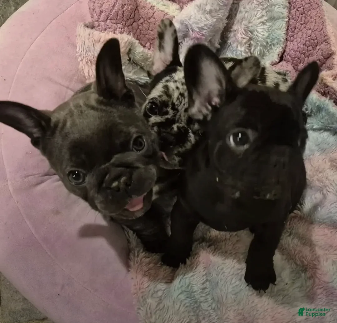 French Bulldog dogs for sale: French Bulldog Pure Black - Ad 1