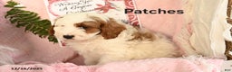 Cavapoo dogs for sale: Patches - Ad 1
