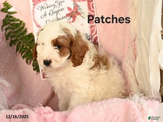 Cavapoo dogs Patches - Ad 39