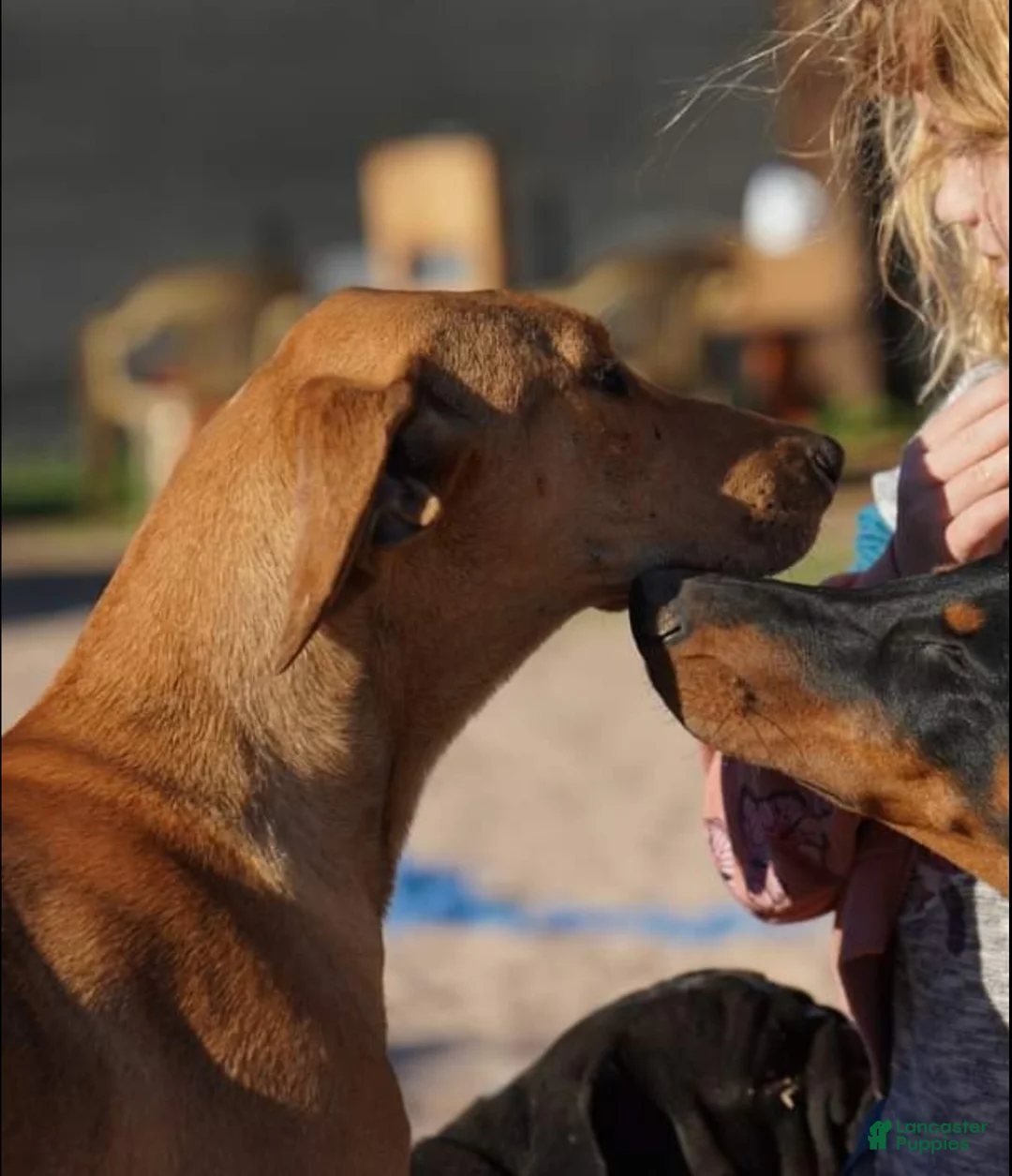 Mixed Breed dogs for sale: Doberdane Tan/Wht M - Ad 3