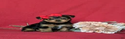 Yorkshire Terrier dogs for sale: Trinity 4.5 lbs Full Grown - Ad 3