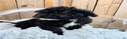 Mini Bernedoodle dogs for sale: Nico - Ad 6