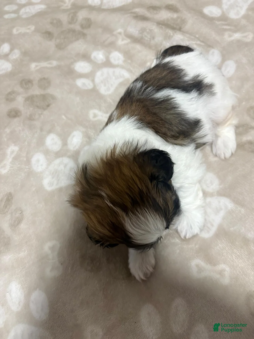 Shih Tzu dogs for sale: Shih Tzu 1 - Ad 2