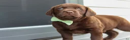 Labrador Retriever dogs for sale: Echo - Ad 5
