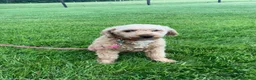 Mini Aussiedoodle dogs for sale: Remi - Ad 8