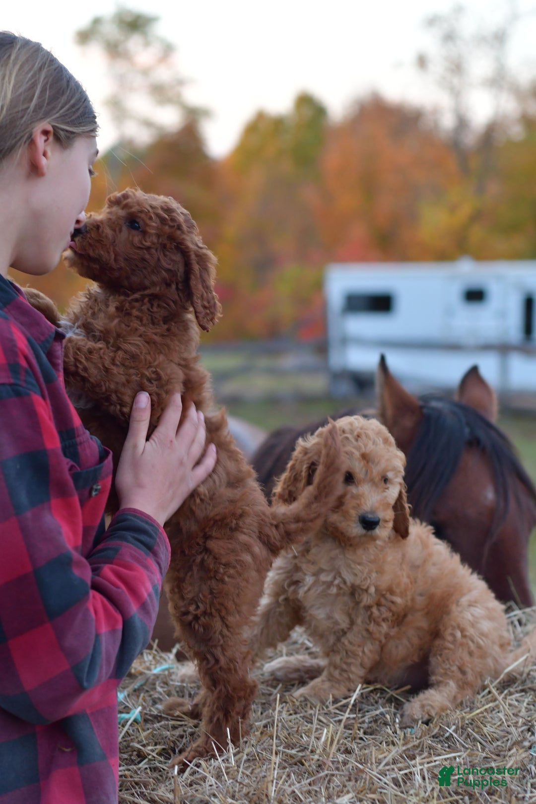 Standard Poodle dogs for sale: Clifford  - Ad 5