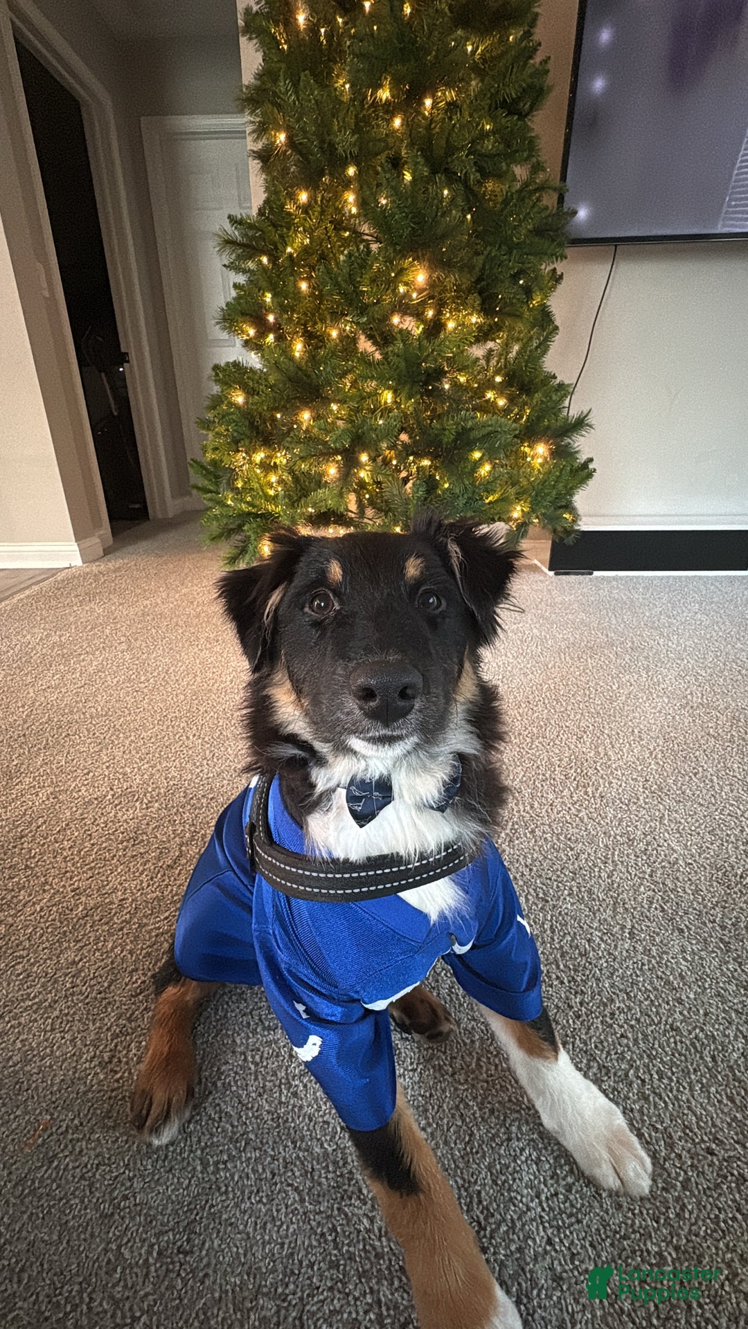 Australian Shepherd dogs for sale: Apollo - Ad 1