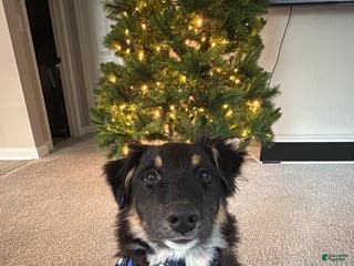 Australian Shepherd dogs Apollo - Ad 8