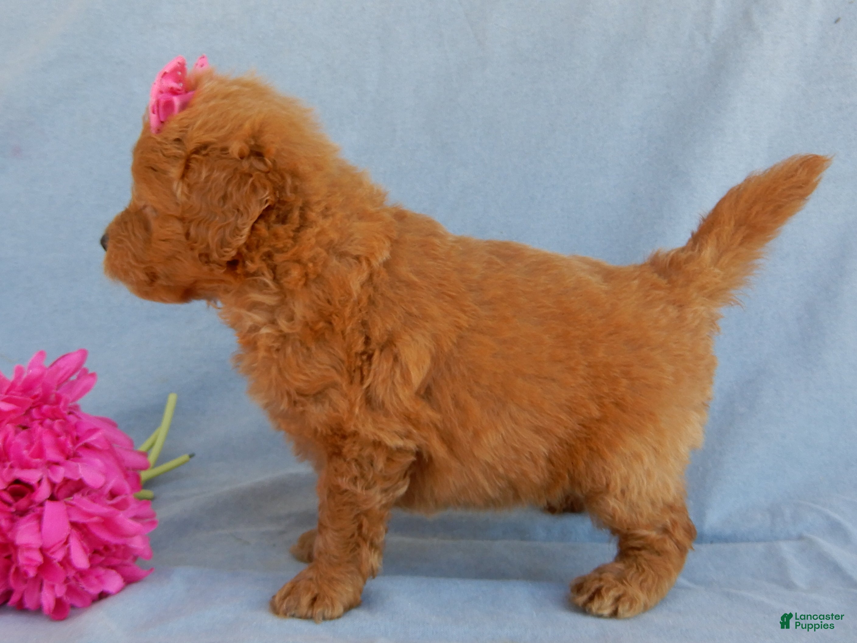 Mini Goldendoodle dogs Abby - Ad 2