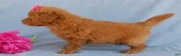 Mini Goldendoodle dogs for sale: Abby - Ad 2