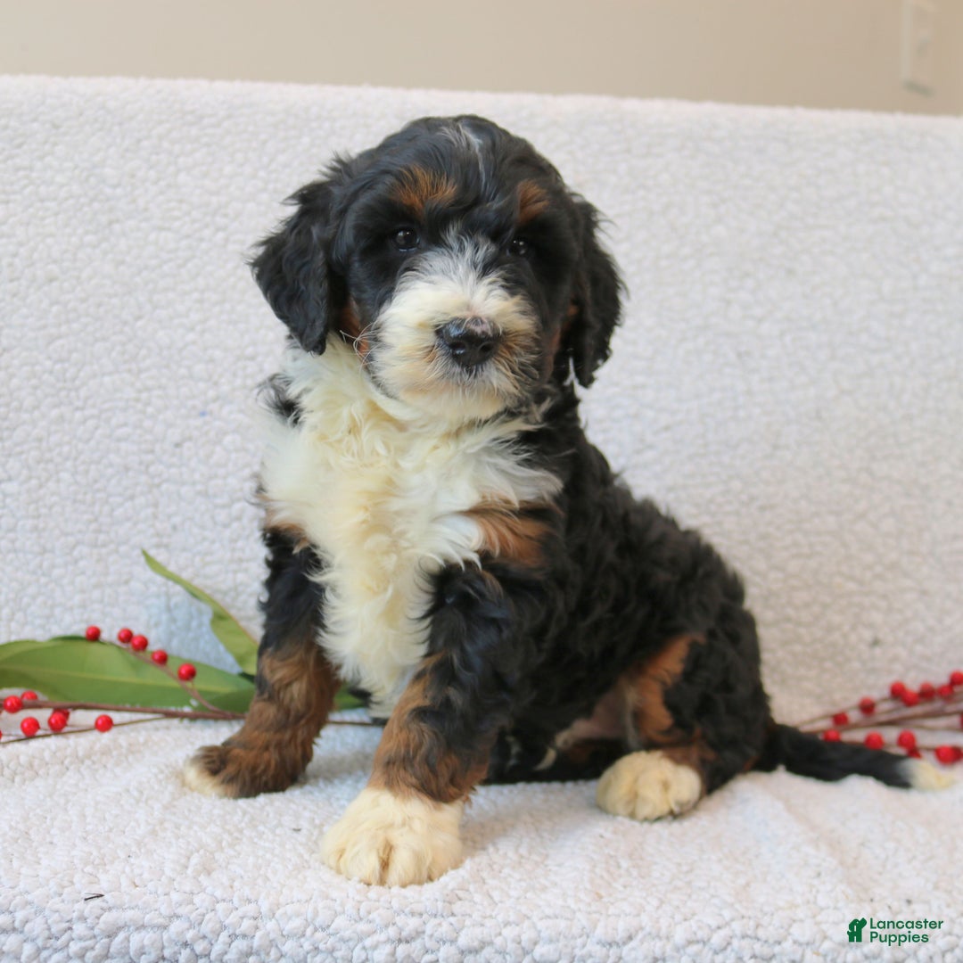 Mini Bernedoodle dogs for sale: Austin  - Ad 2