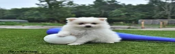 Pomeranian dogs for sale: Lincoln - Ad 4