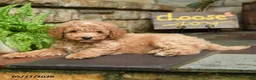 Mini Goldendoodle dogs for sale: Graham - Ad 2