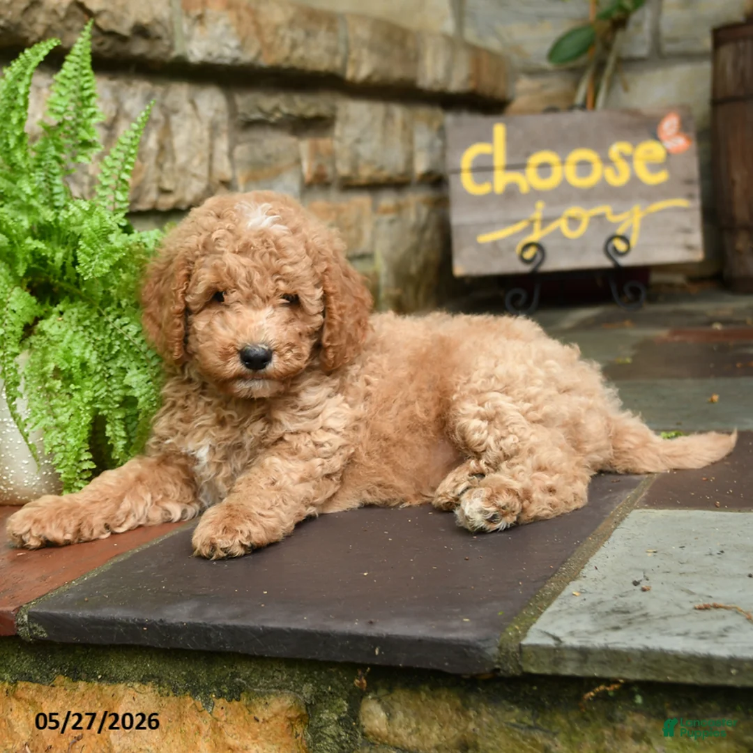 Mini Goldendoodle dogs for sale: Graham - Ad 2