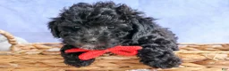 Bichpoo dogs for sale: NOEL - Ad 12