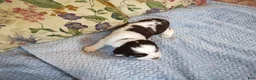 English Springer Spaniel dogs for sale: Larry  - Ad 4
