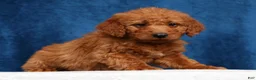 Mini Goldendoodle dogs for sale: Snickers - Ad 2