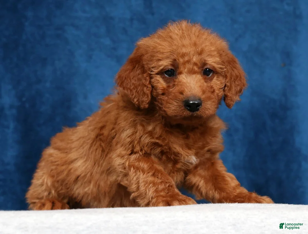 Mini Goldendoodle dogs for sale: Snickers - Ad 2
