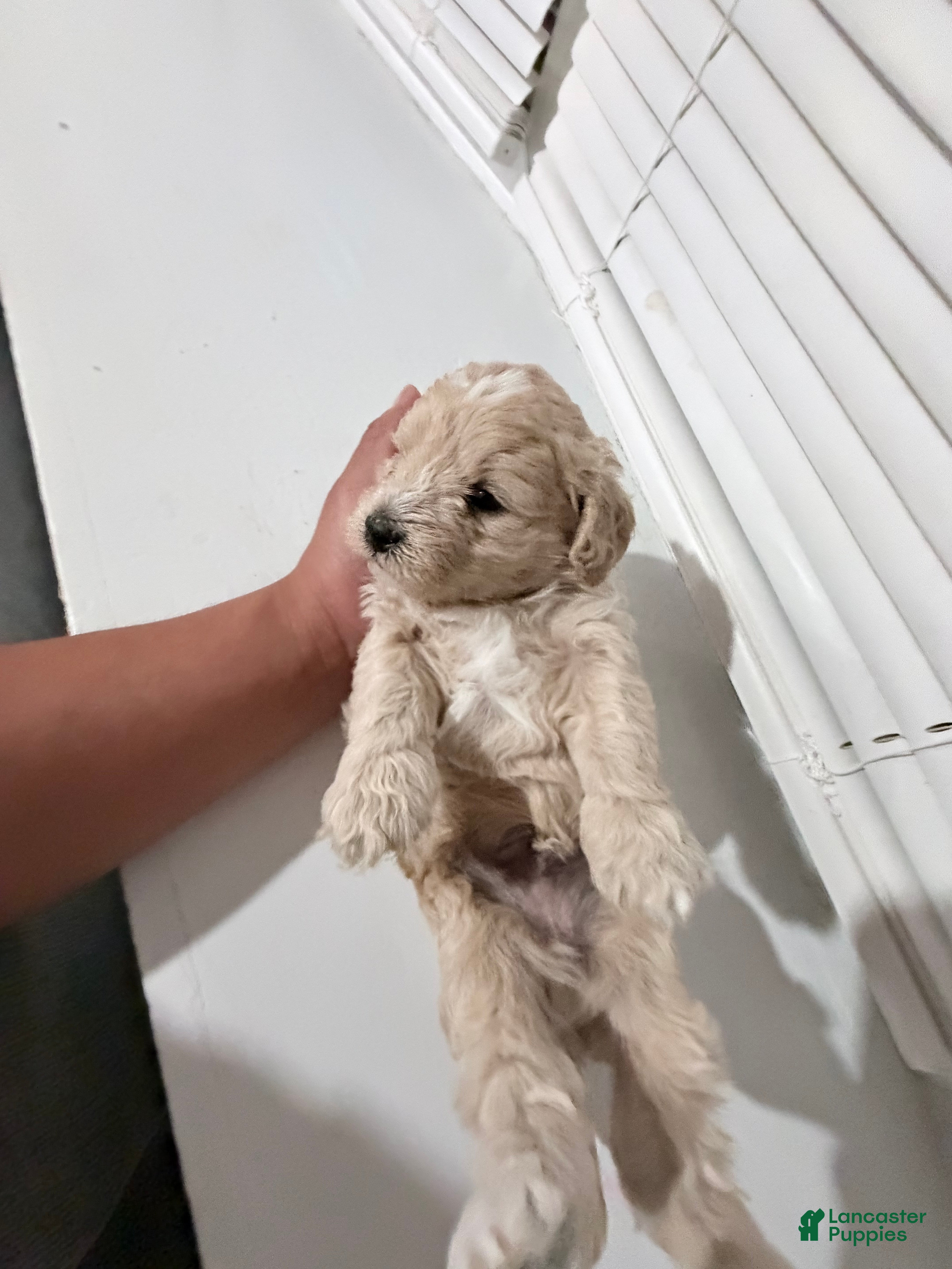 Toy Poodle dogs Brownie - Ad 2